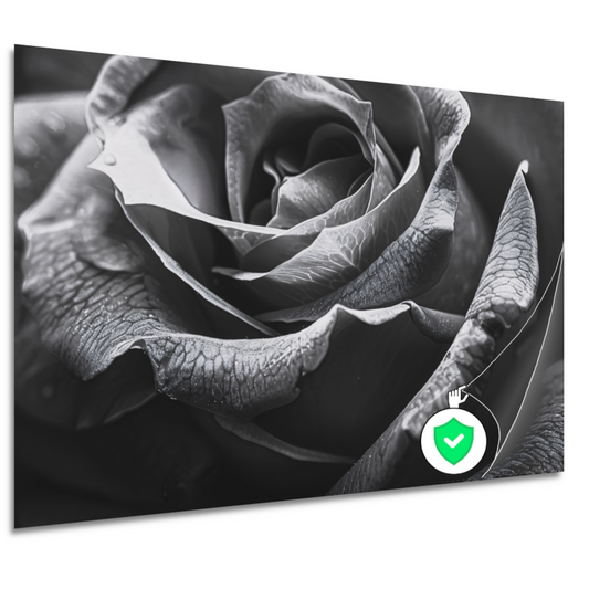 Elegante zwart-witte roos met gedetailleerde druppels poster