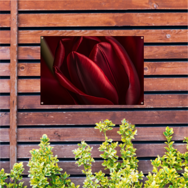 Close-up van rode bloem in donkere achtergrond tuinposter