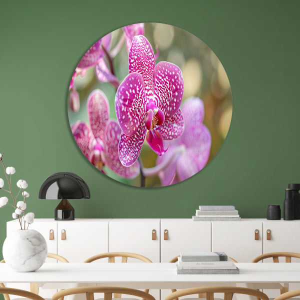 Close-up van een bloeiende roze orchidee forex muurcirkel
