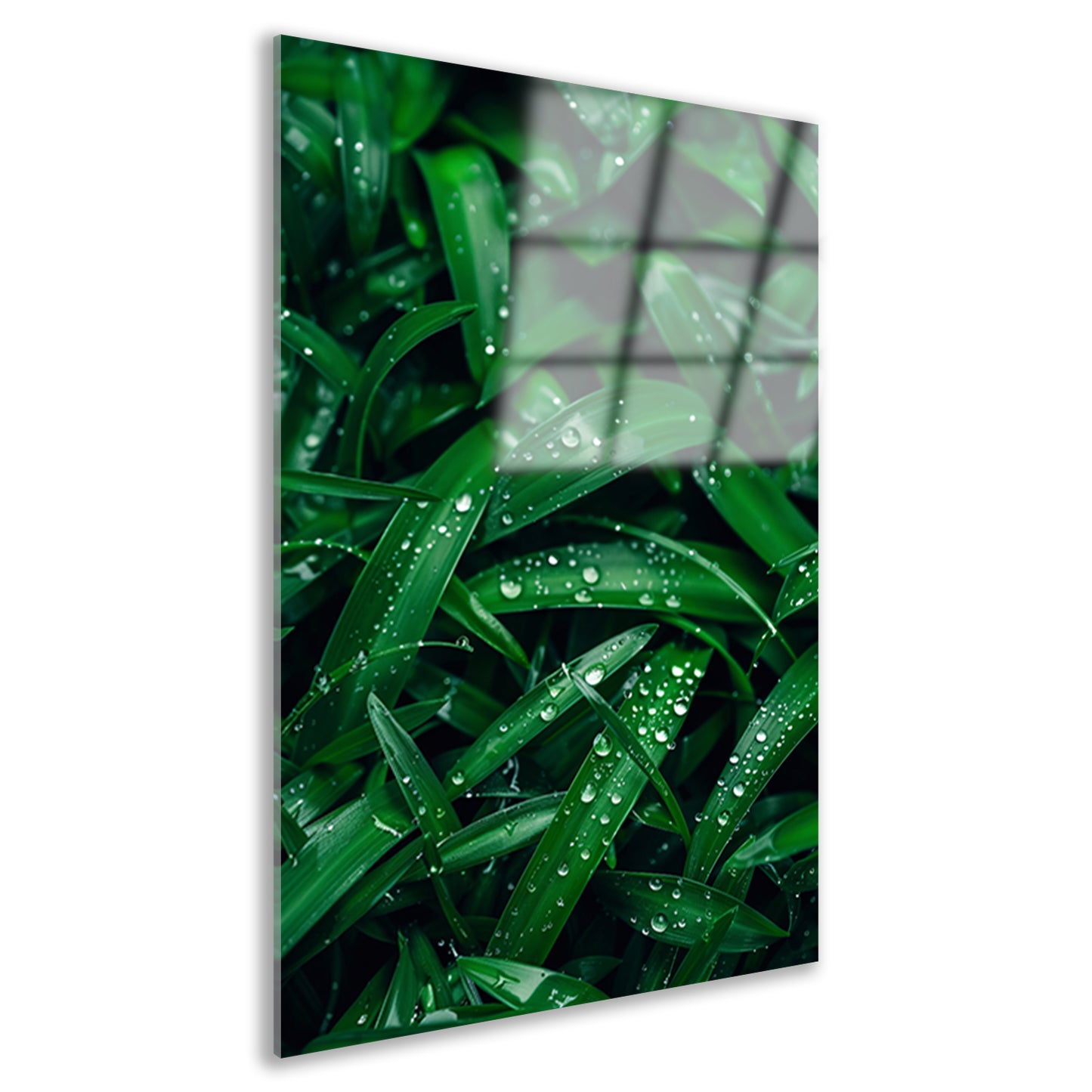 Close-up van dauwdruppels op groene bladeren acrylglas