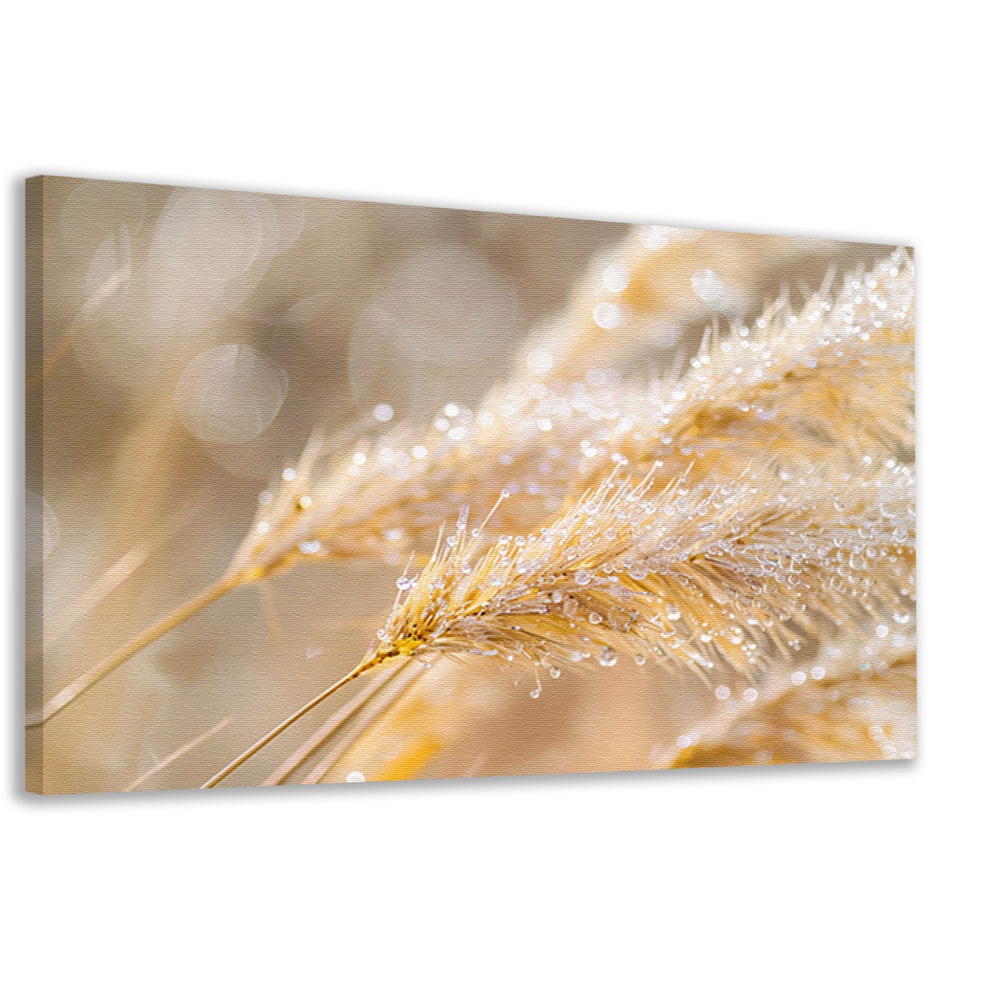 Dauw bedekte tarwearen in ochtendlicht canvas