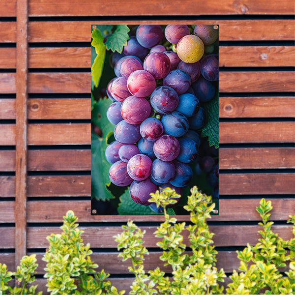 Close-up van Rijpe Paarse Druiven tuinposter