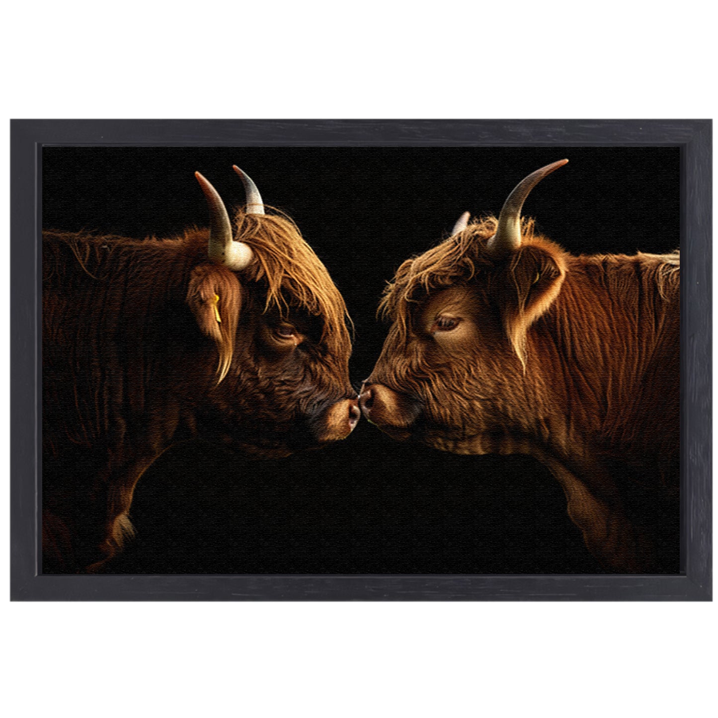 Twee hooglanders neus aan neus canvas met baklijst