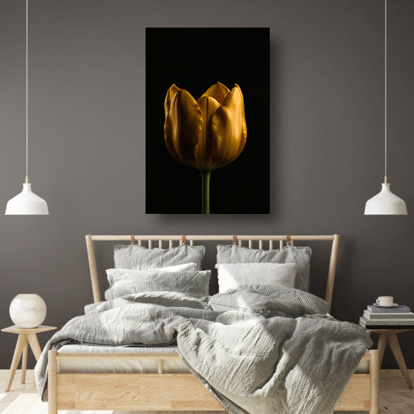 Elegante Gouden Tulp tegen Diepzwarte Achtergrond canvas