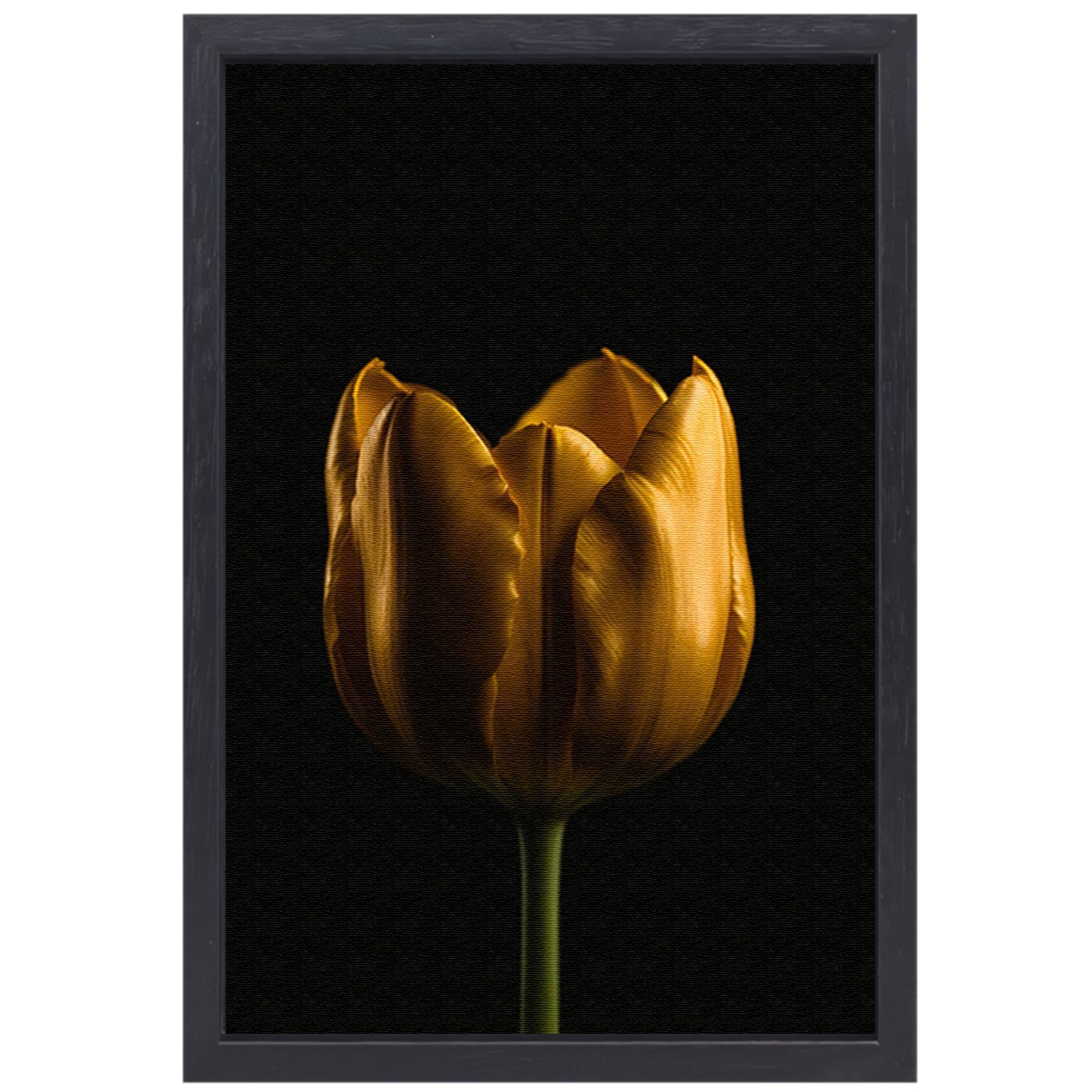 Elegante Gouden Tulp tegen Diepzwarte Achtergrond canvas met baklijst