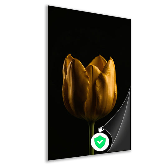 Elegante Gouden Tulp tegen Diepzwarte Achtergrond poster