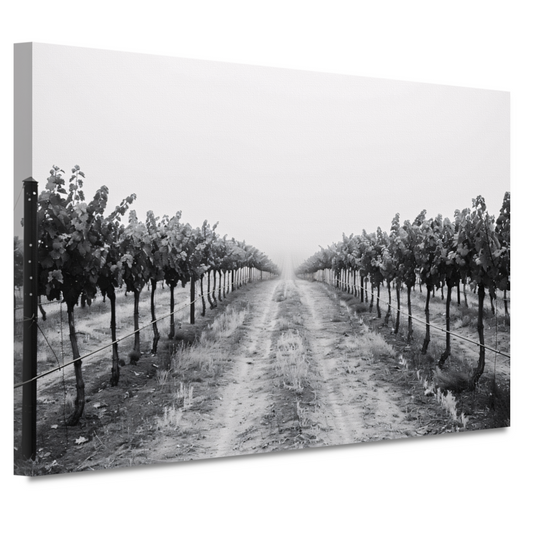 Mistige ochtend in de wijngaard canvas