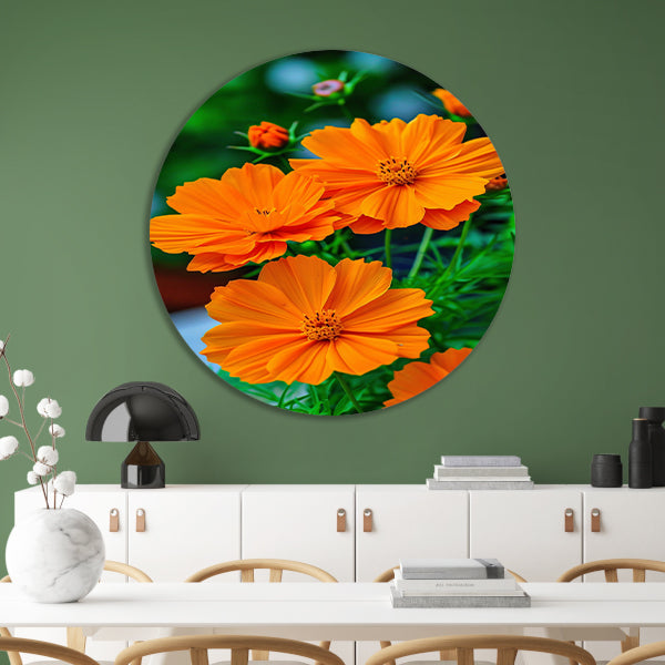 Close-up van Oranje Bloemen in volle Bloei forex muurcirkel