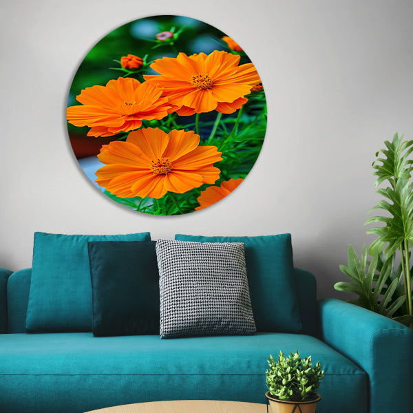 Close-up van Oranje Bloemen in volle Bloei forex muurcirkel
