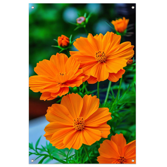 Close-up van Oranje Bloemen in volle Bloei tuinposter