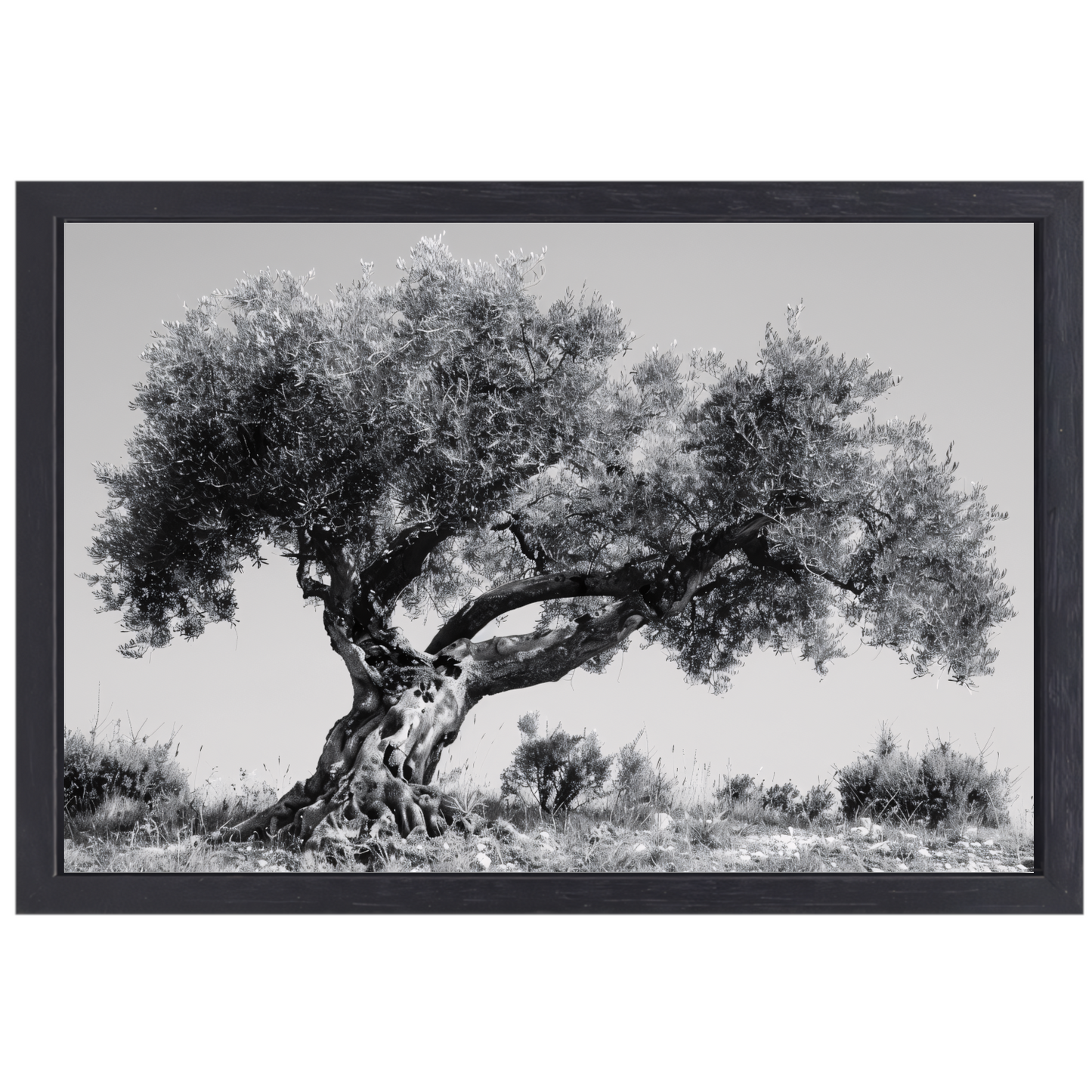 Klassieke Olijfboom in Zwart-Wit canvas met baklijst