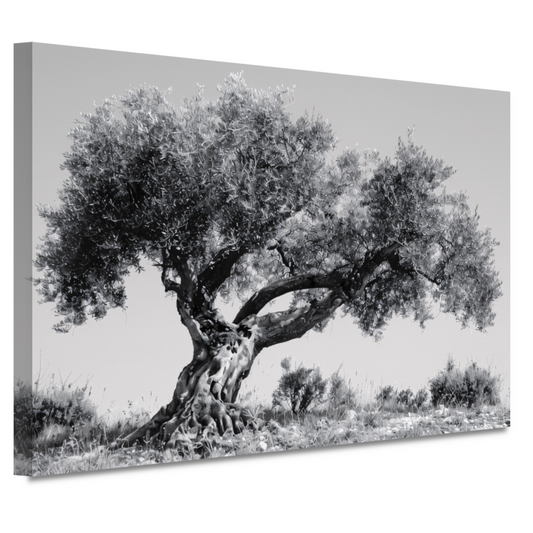 Klassieke Olijfboom in Zwart-Wit canvas
