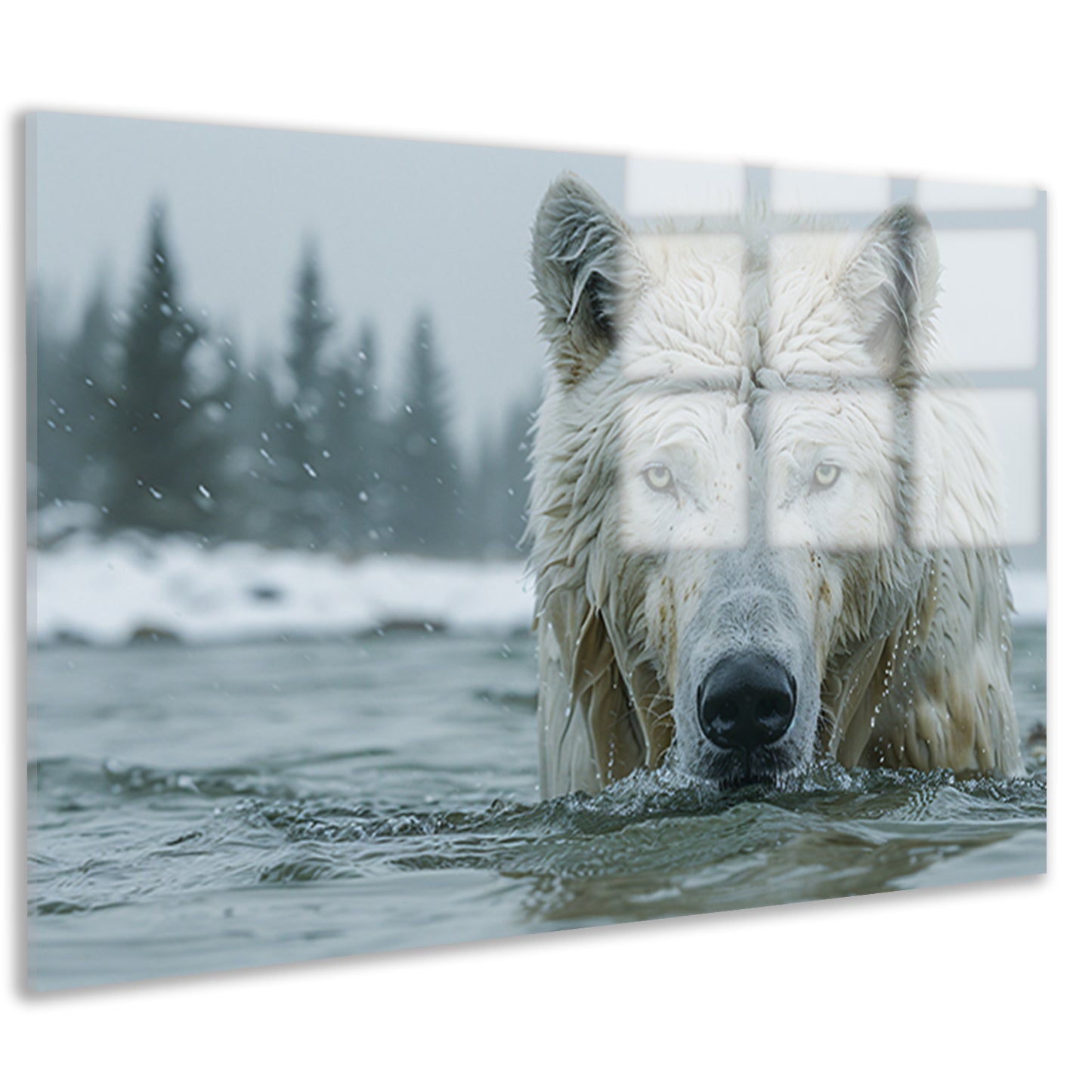 Witte Wolf in Water acrylglas