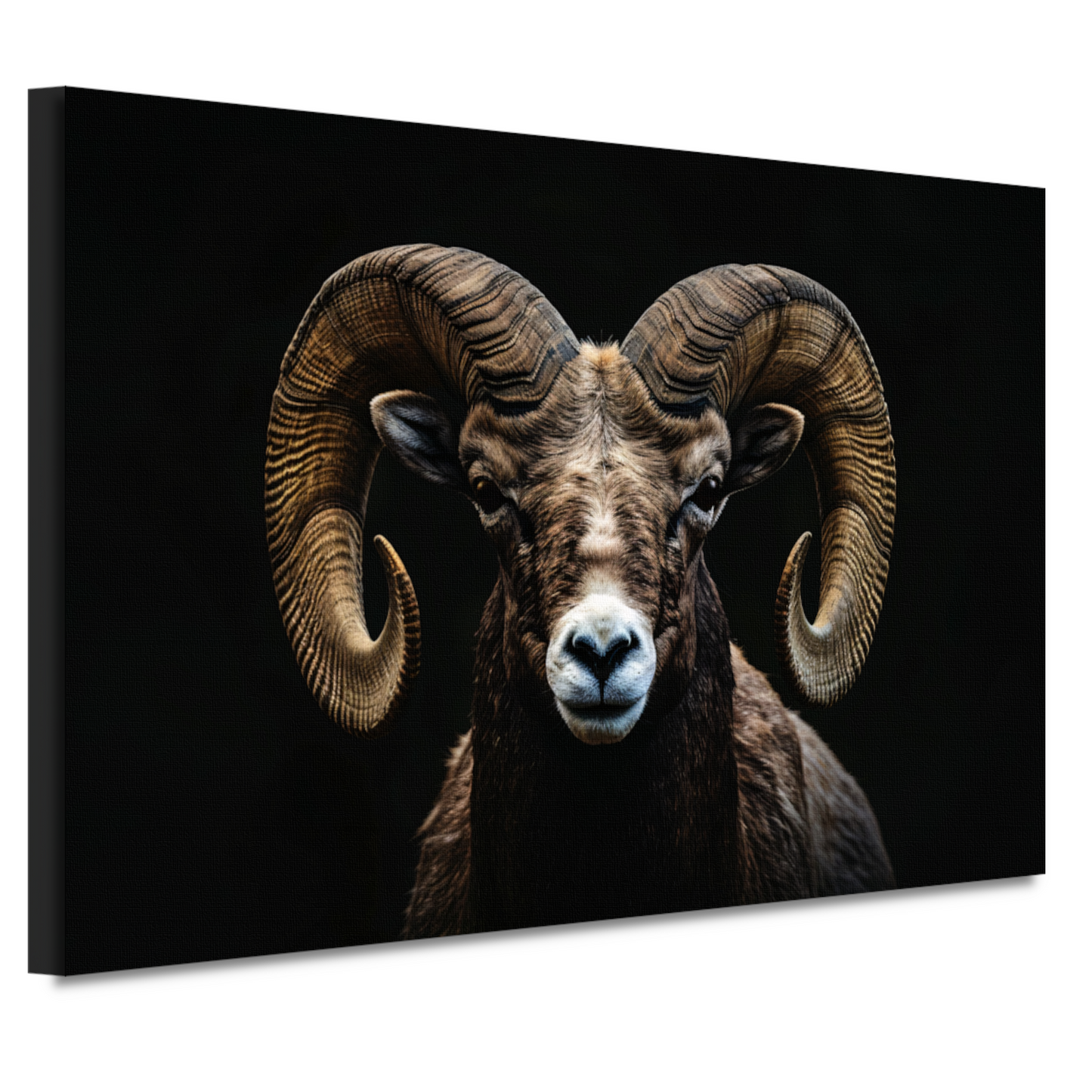 Portret van een Ram tegen een Zwarte Achtergrond canvas
