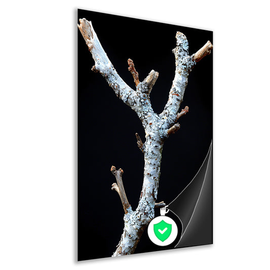 Zwart-wit foto van tak met korstmos poster