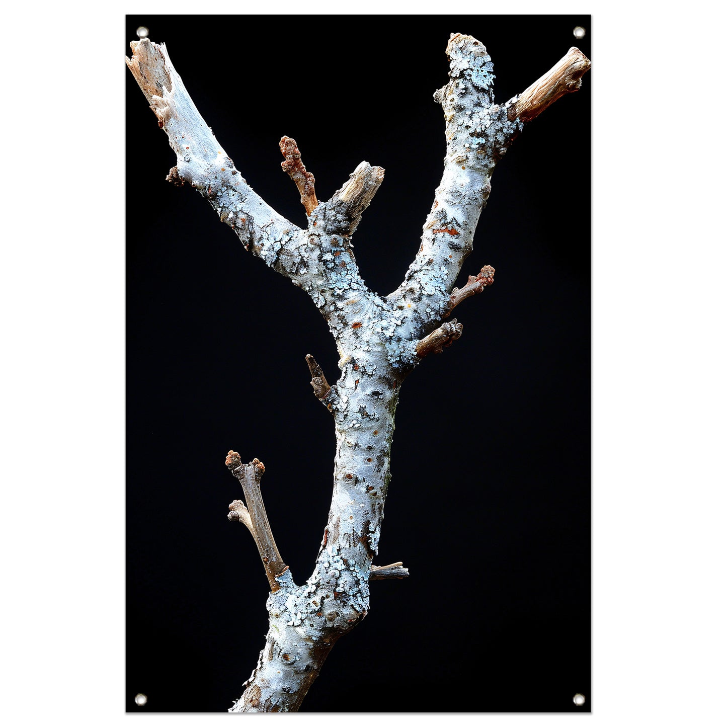 Zwart-wit foto van tak met korstmos tuinposter