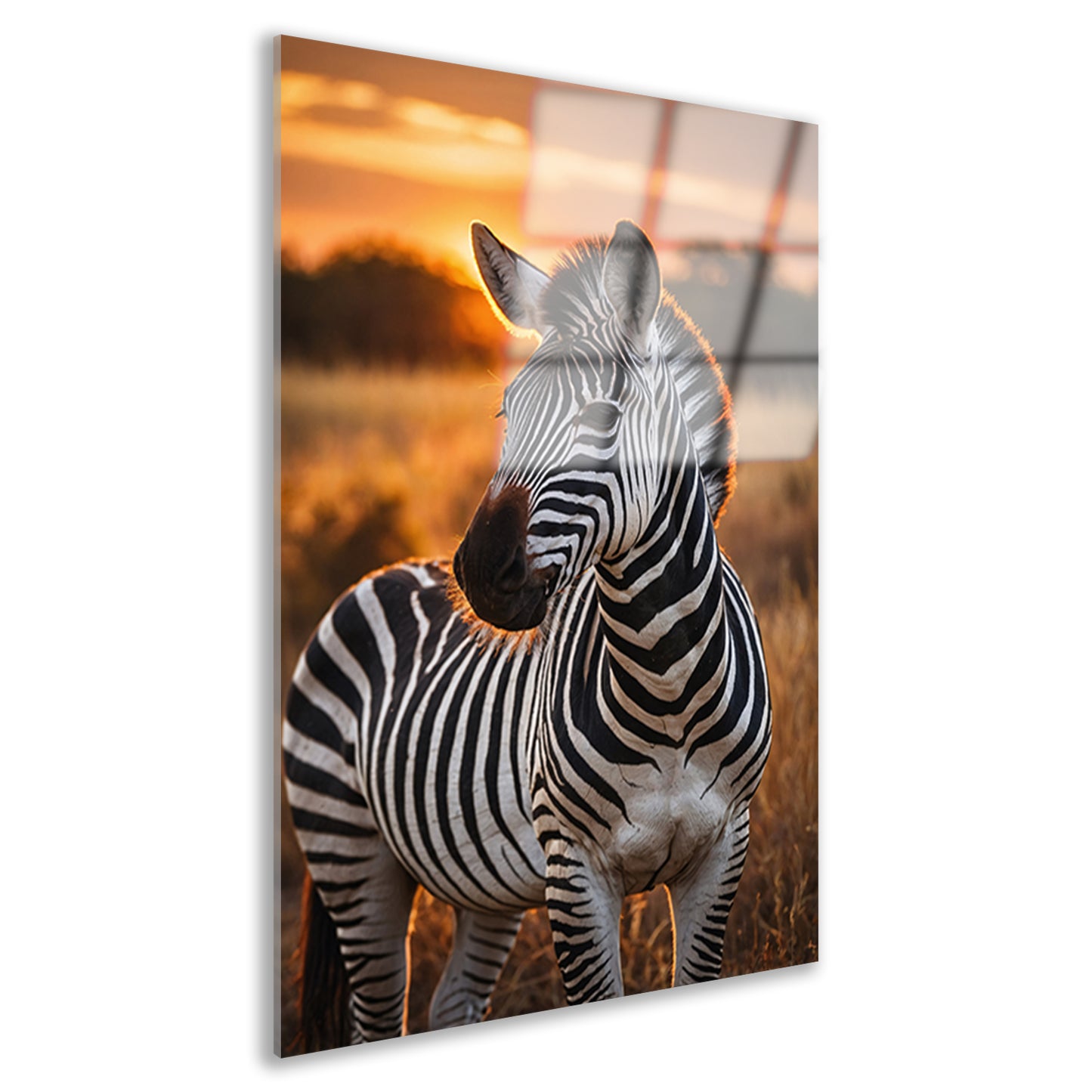 Zebra bij zonsondergang in savanne acrylglas
