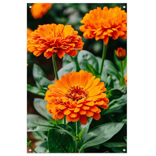 Oranje bloemen in bloei tuinposter