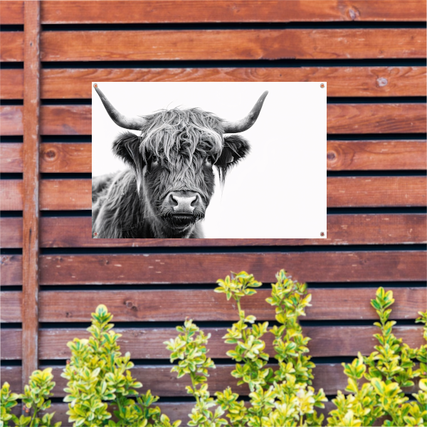Close-up van een Schotse Hooglander in zwart-wit tuinposter