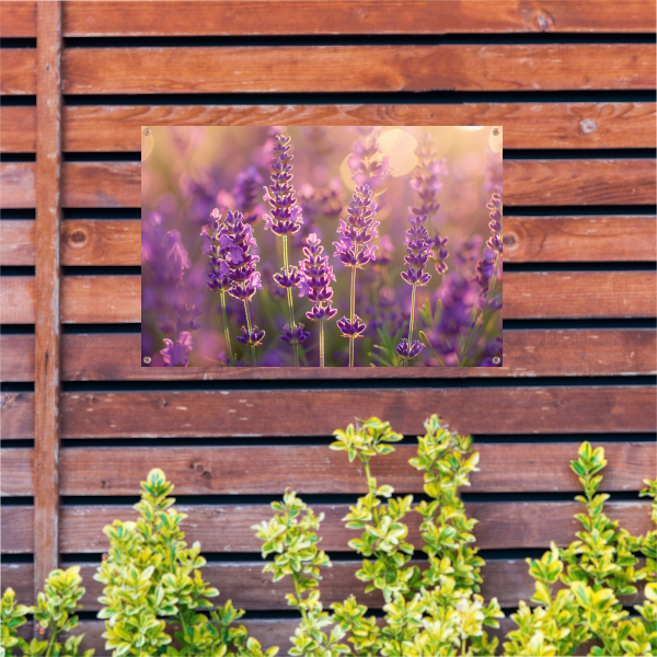 Betoverende zonsondergang over een lavendelveld tuinposter