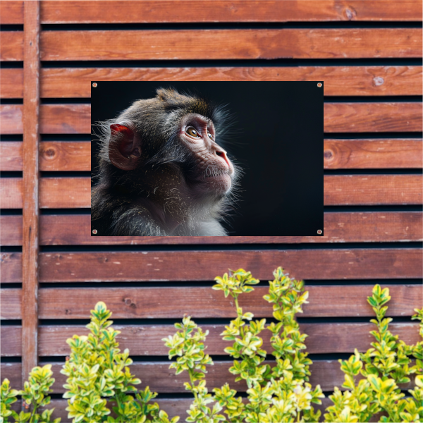 Reflectieve Blik van een Aap in het Duister tuinposter