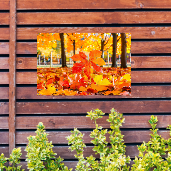 Herfstbladeren in zonovergoten park tuinposter