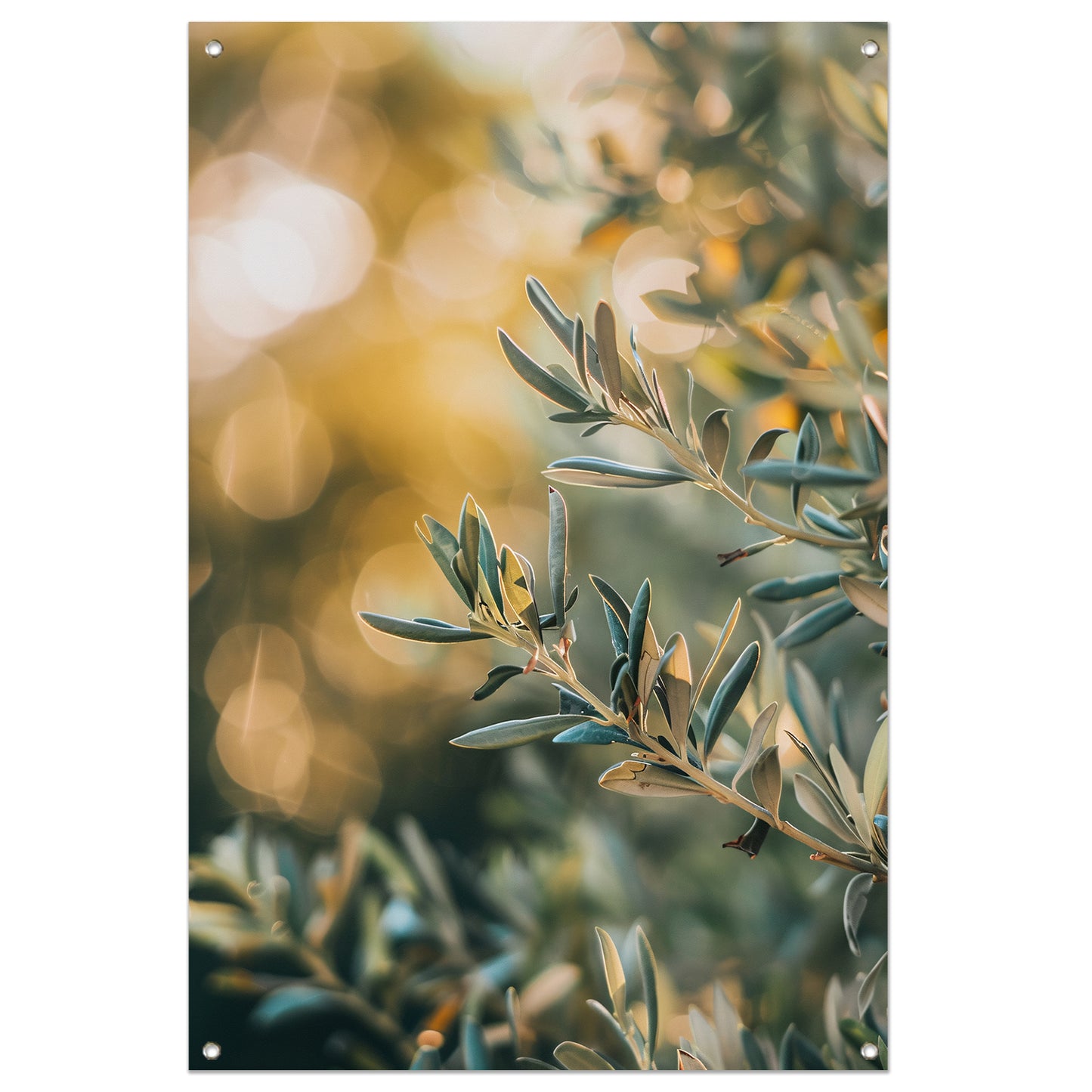 Olijftak in Zomerzonlicht tuinposter