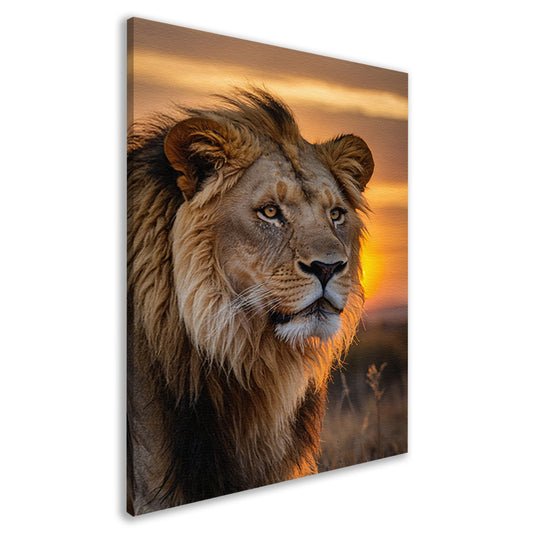 Majestueuze leeuw bij zonsondergang canvas