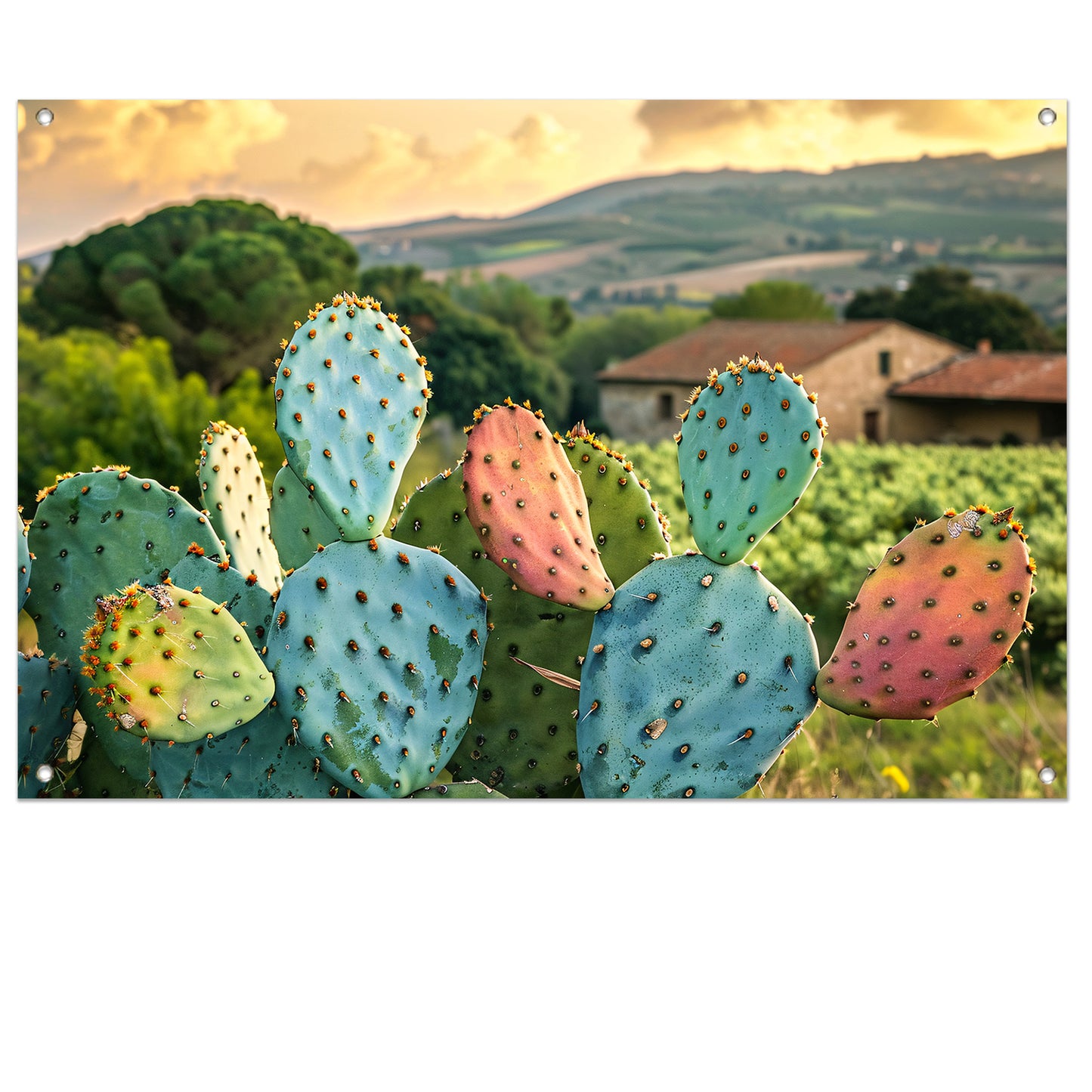 Kleurrijke cactus in Toscaanse zonsondergang tuinposter