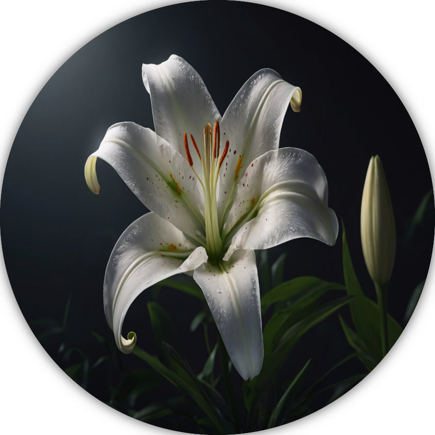 Elegante Witte Lelie met Waterdruppels forex muurcirkel