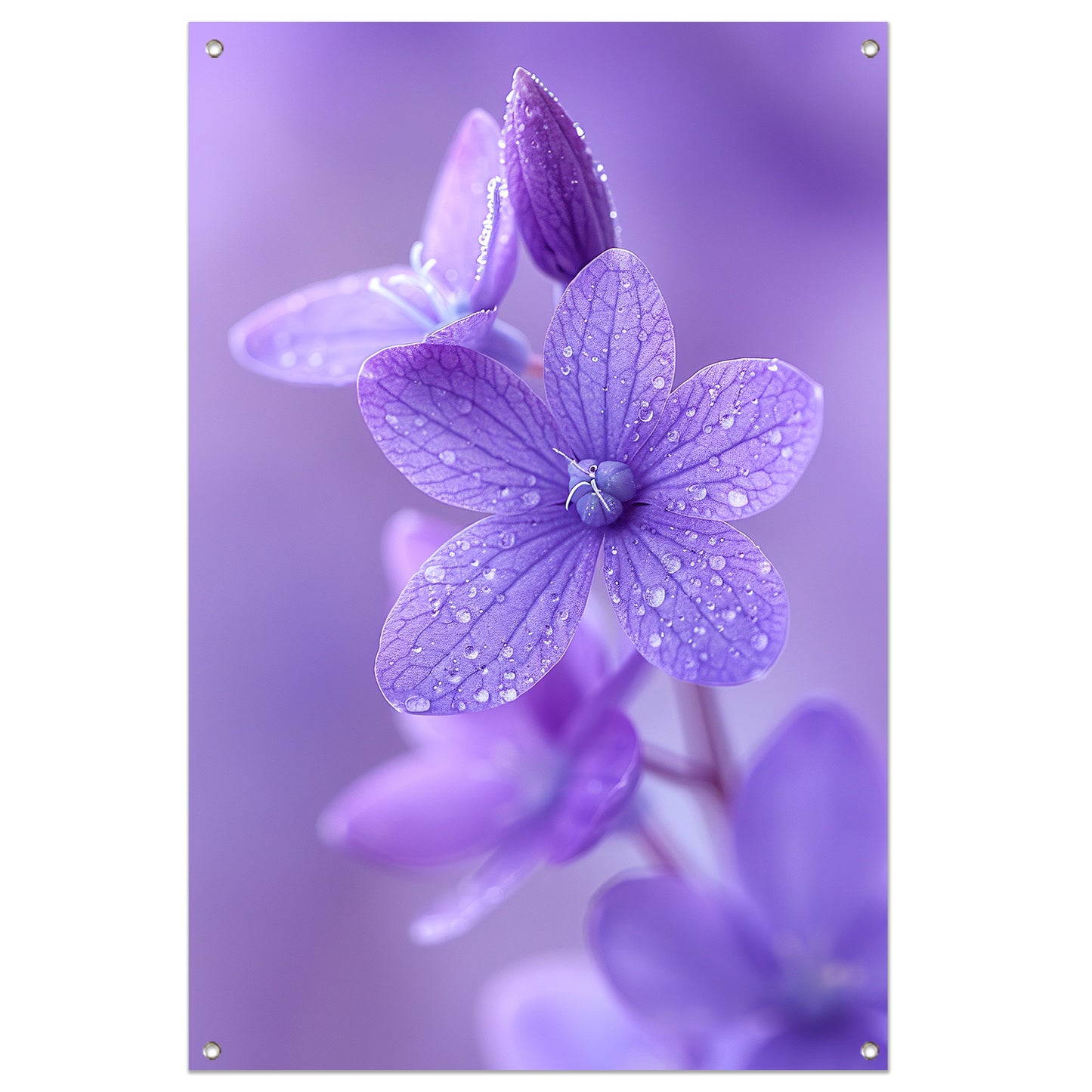Paarse bloemen met dauwdruppels in close-up tuinposter