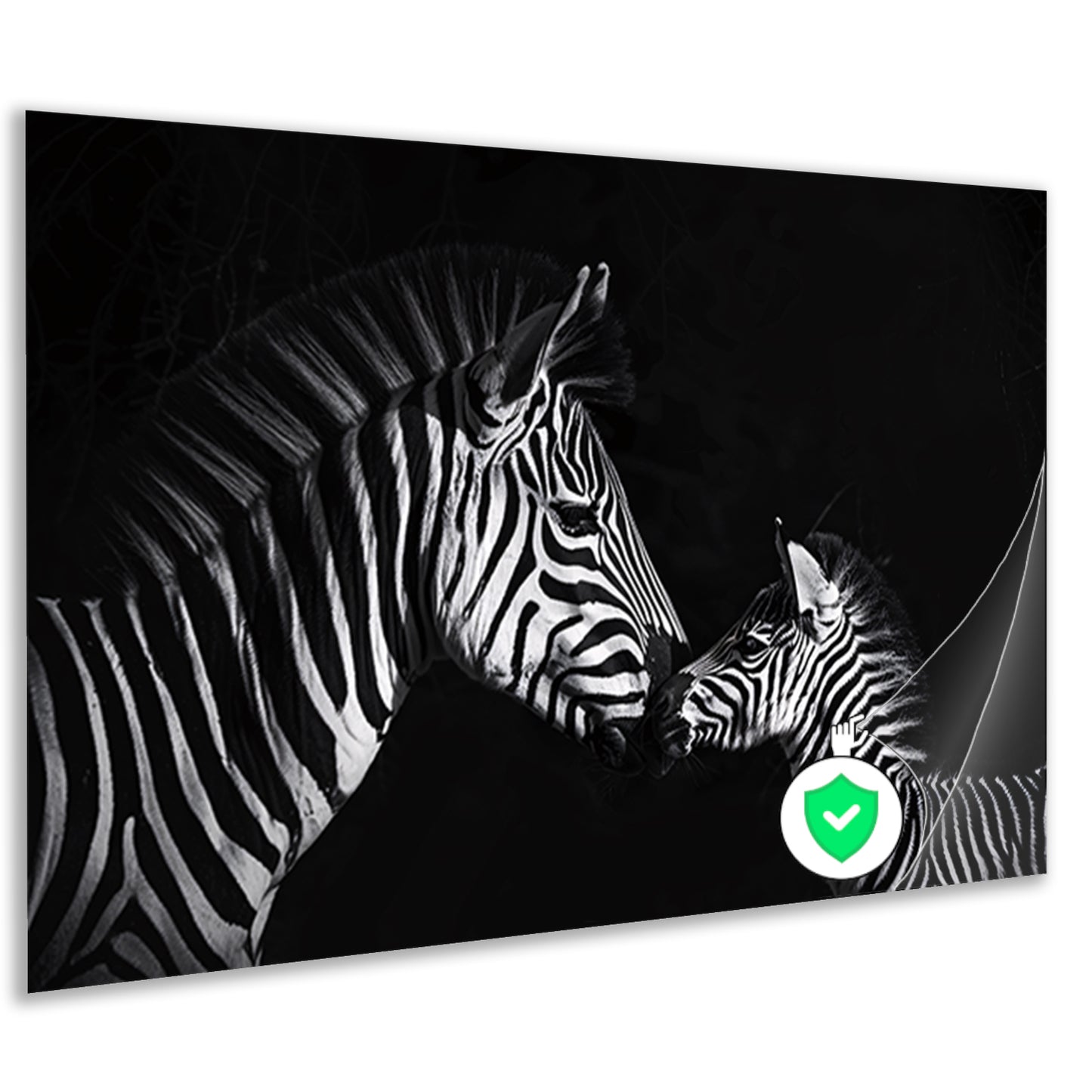 Zebra en jong in zwart-wit foto poster