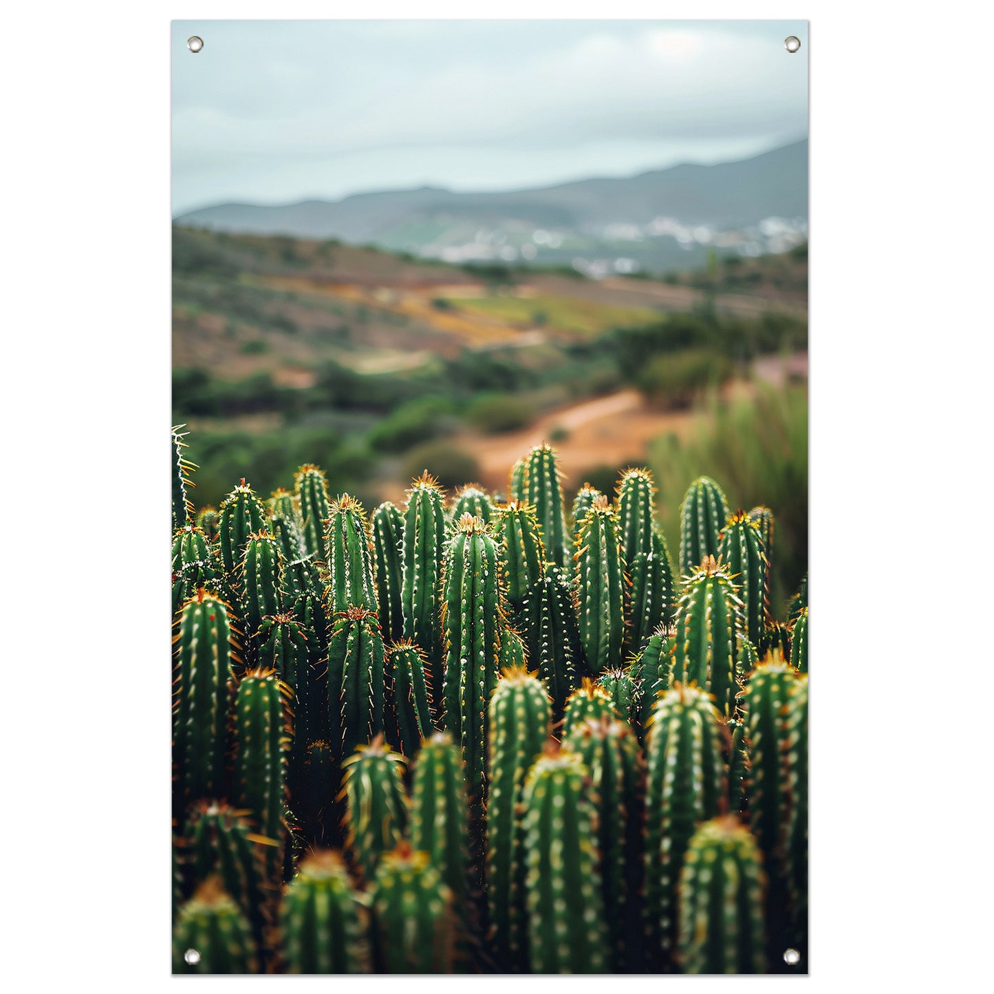 Cactussen in een berglandschap tuinposter