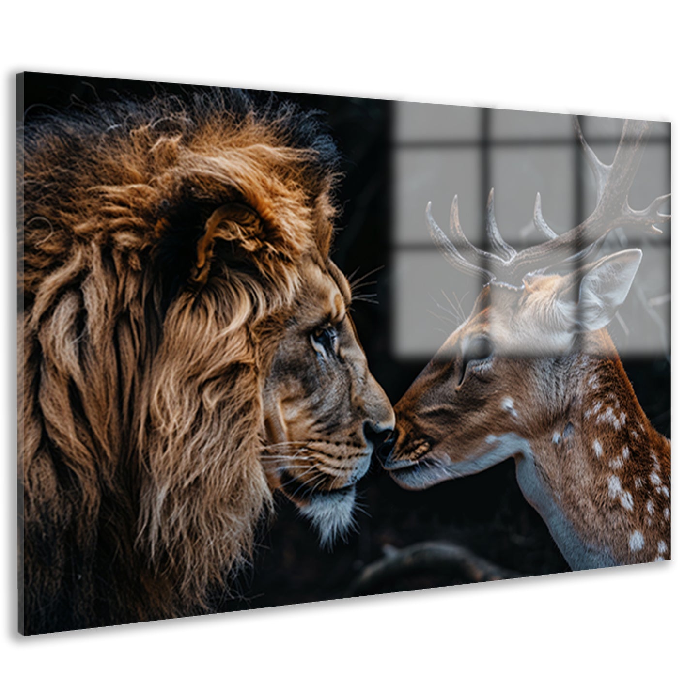 Leeuw en hert tegen donkere achtergrond acrylglas