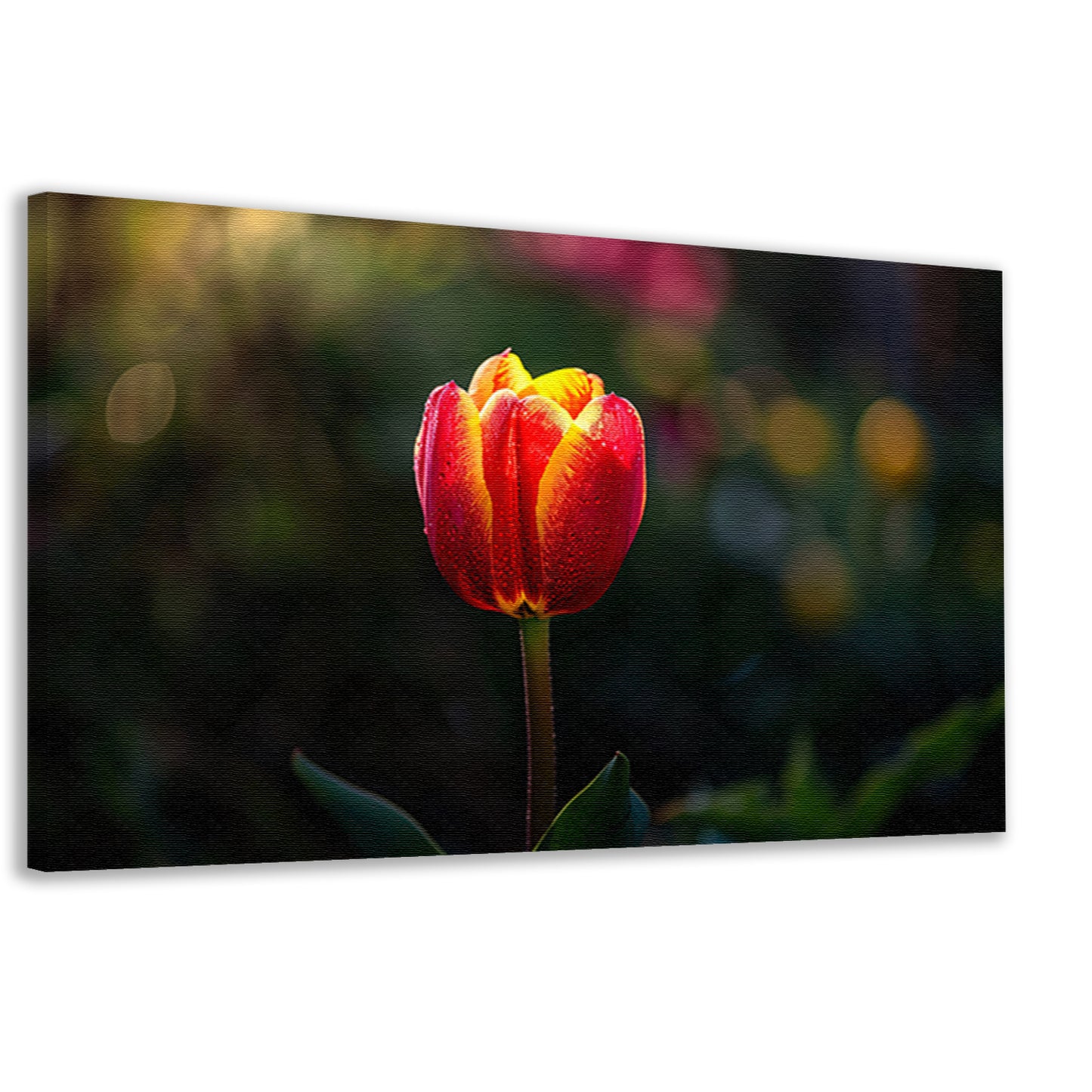 Close-up van tulp met dauwdruppels canvas
