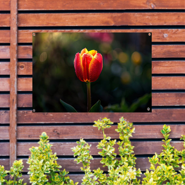 Close-up van tulp met dauwdruppels tuinposter