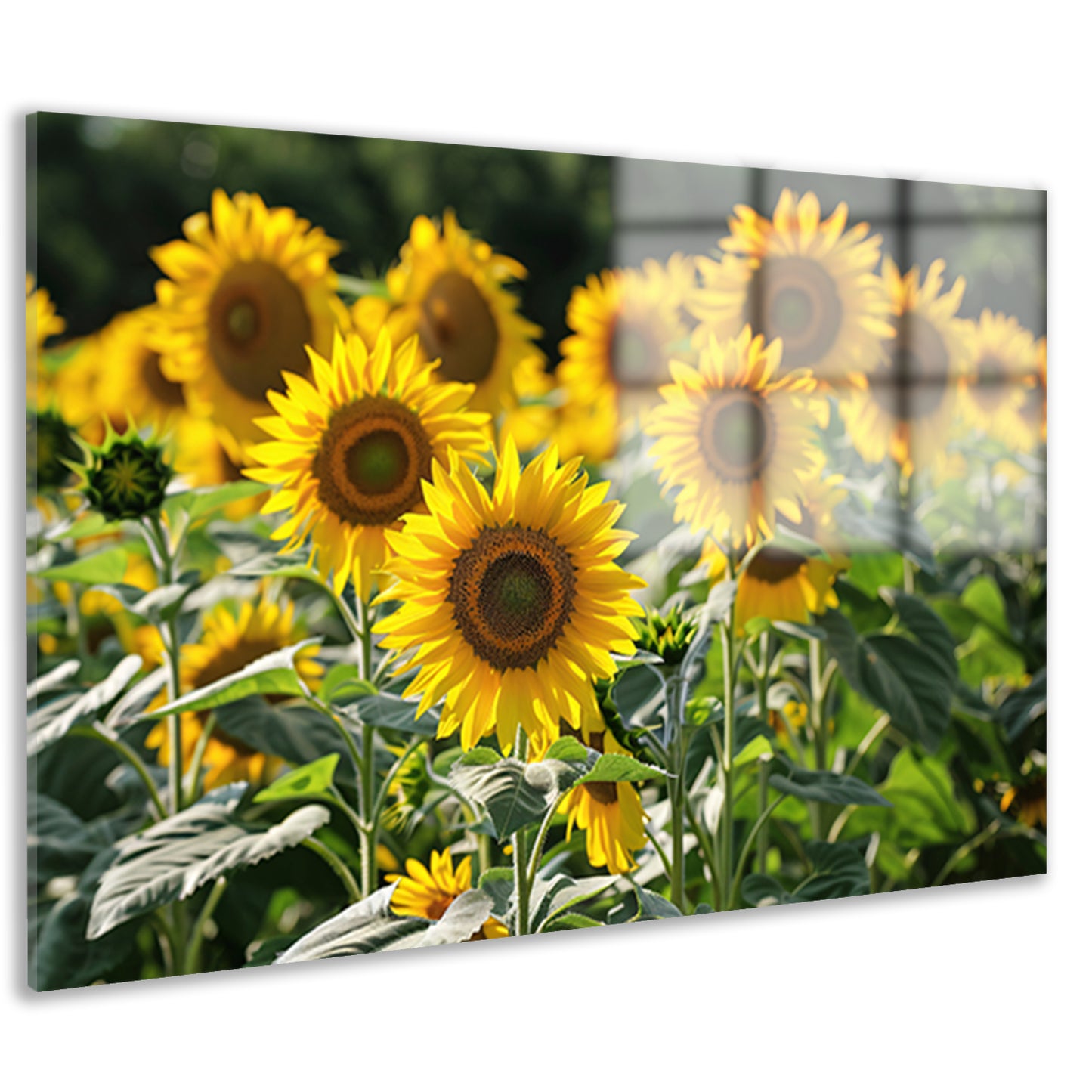 Veld met stralende zonnebloemen in de zon acrylglas