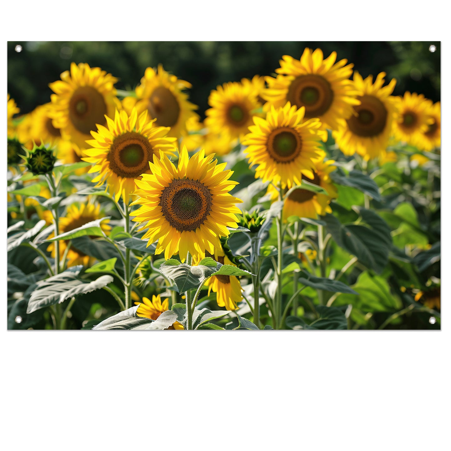 Veld met stralende zonnebloemen in de zon tuinposter