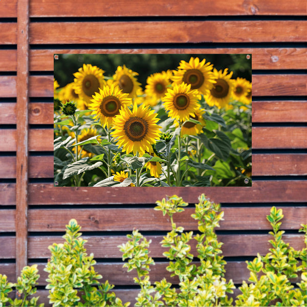Veld met stralende zonnebloemen in de zon tuinposter