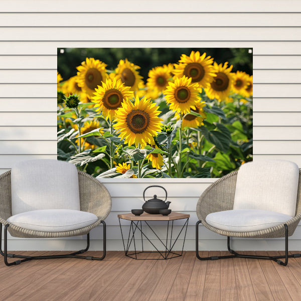 Veld met stralende zonnebloemen in de zon tuinposter