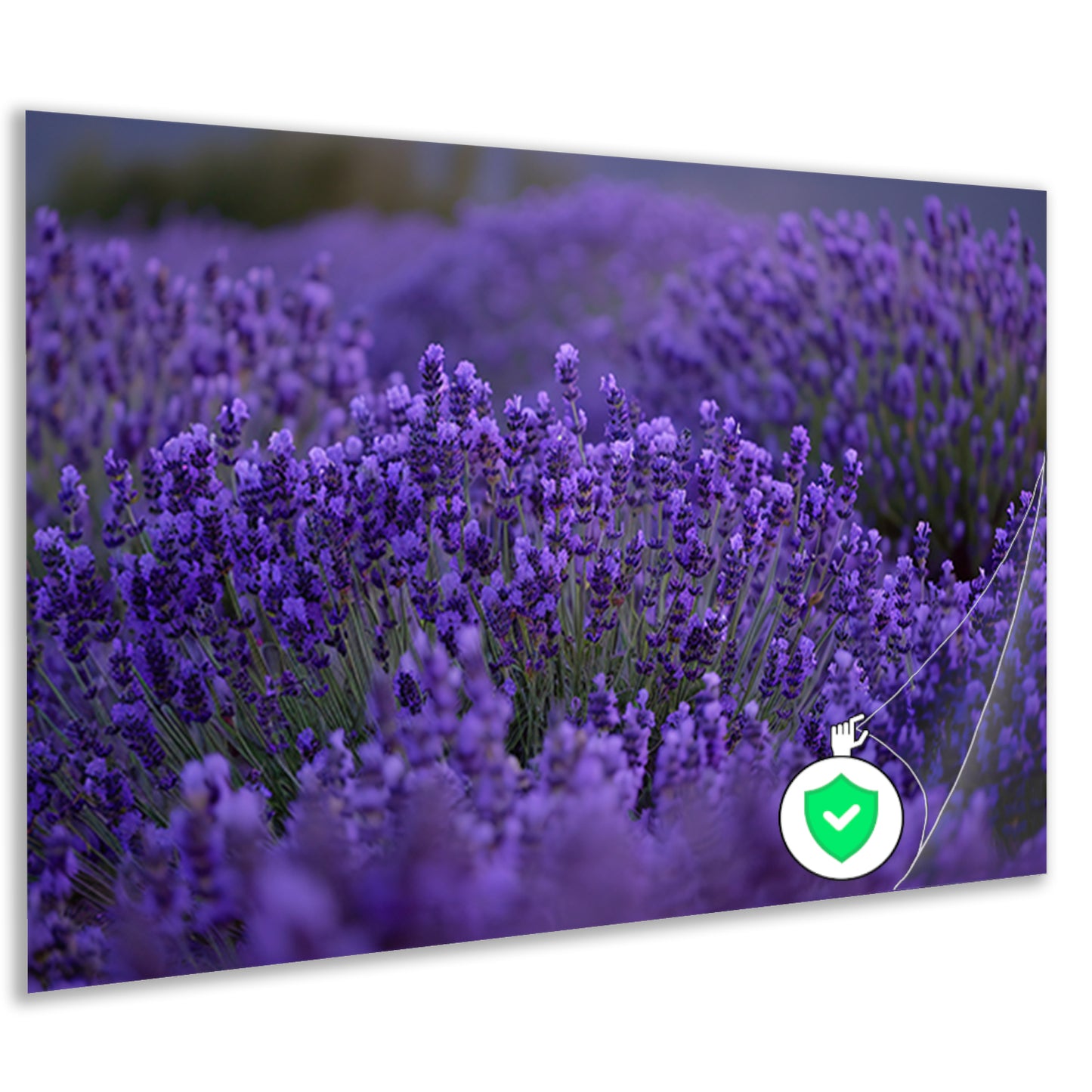 Lavendel in volle bloei met diepe paarse tinten poster