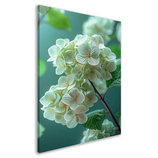 Close-up van Zachtroze Hortensia Bloemen canvas