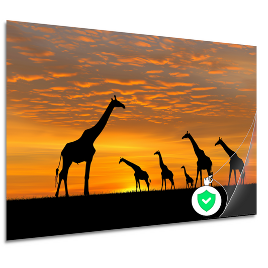 Silhouetgiraffes Zonsondergang Savanne poster