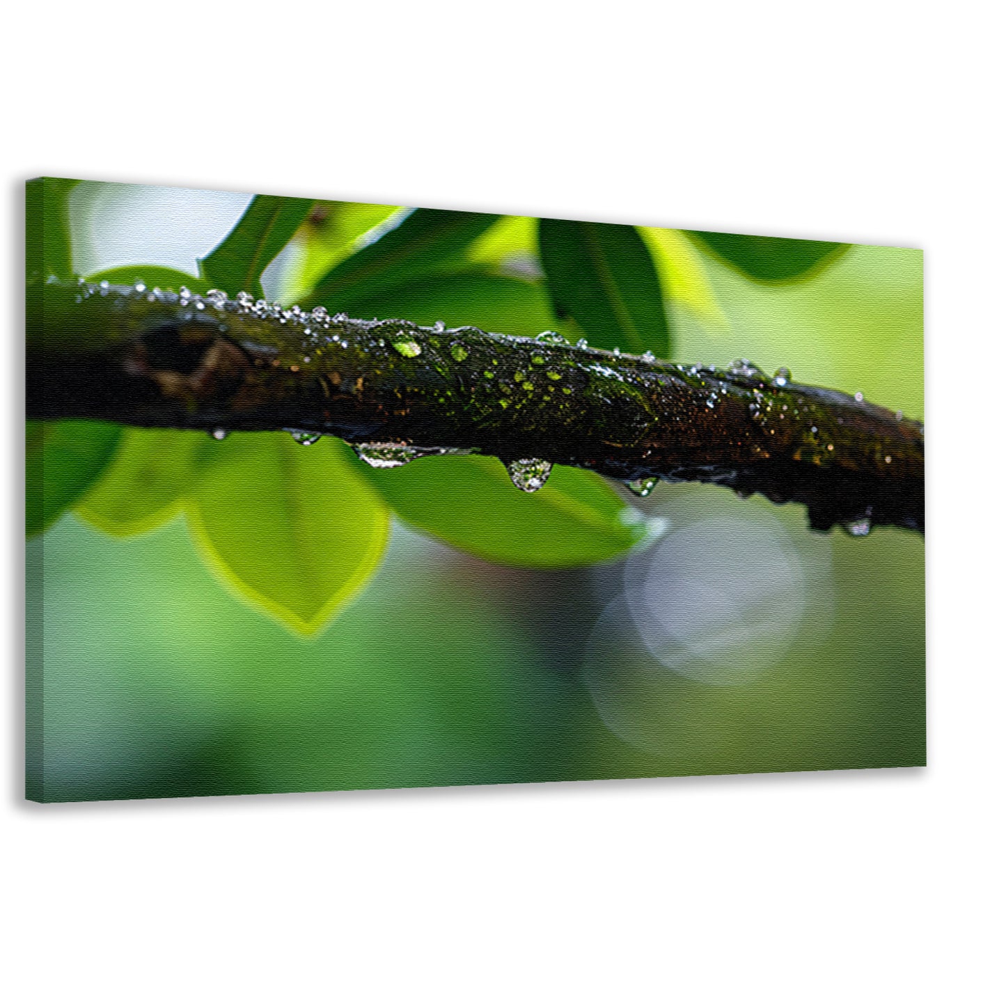 Natte tak met dauwdruppels in focus canvas