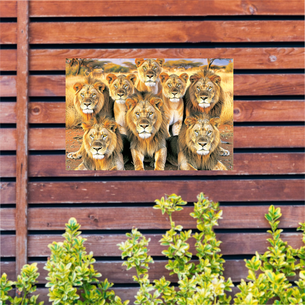 Leeuwen in Afrikaans Grasland tuinposter