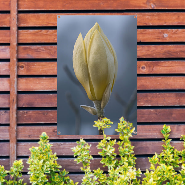 Gele Magnolia Bloemknop in Close-up tuinposter