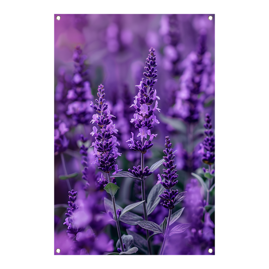 Close-up van paarse lavendel in bloei tuinposter