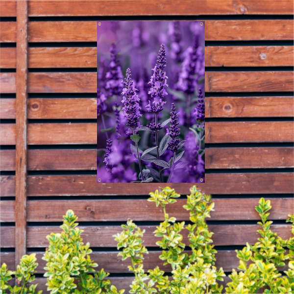 Close-up van paarse lavendel in bloei tuinposter