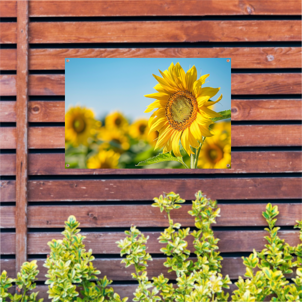 Levendige zonnebloemen in een bloeiend veld tuinposter