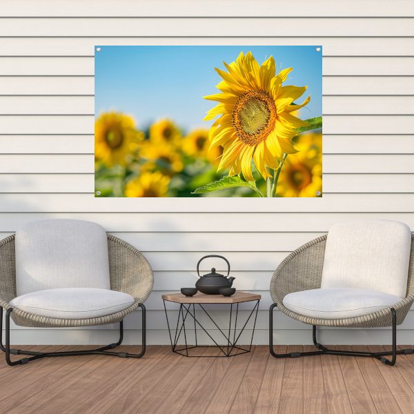 Levendige zonnebloemen in een bloeiend veld tuinposter